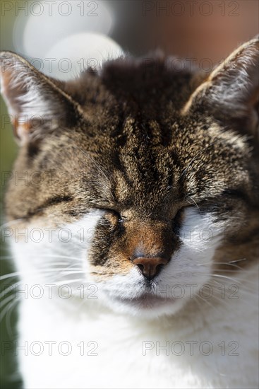 Snoozing and content felidae