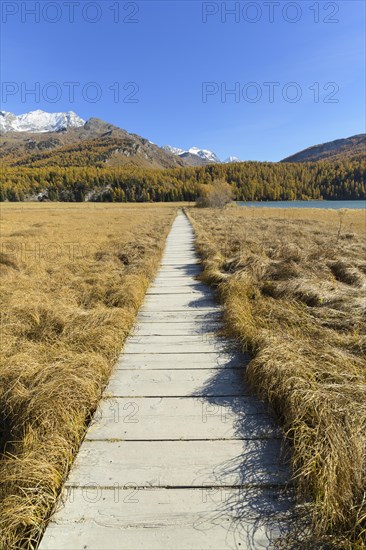 Boardwalk on Lake Silsersee in autumn