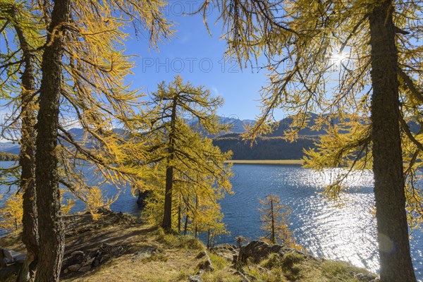 Lake Silsersee with colorful larch trees and sun in autumn