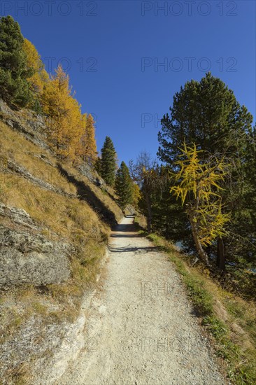 Path with colorful larch trees in autumn