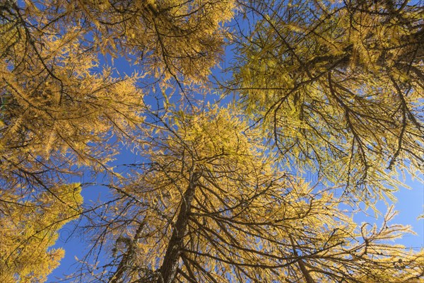 View in the tree tops of a larch tree forest in autumn