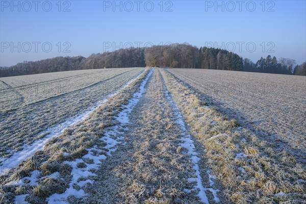 Field path in winter