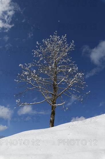 Tree in winter