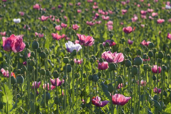 Opium poppy field in the morning