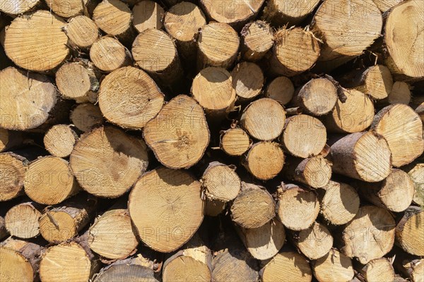 woodpile