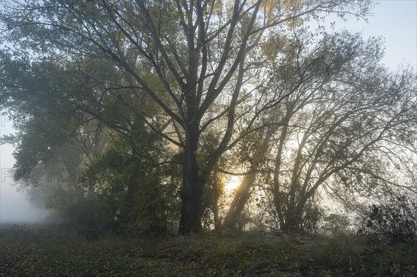 Poplars