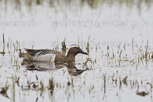 Garganey