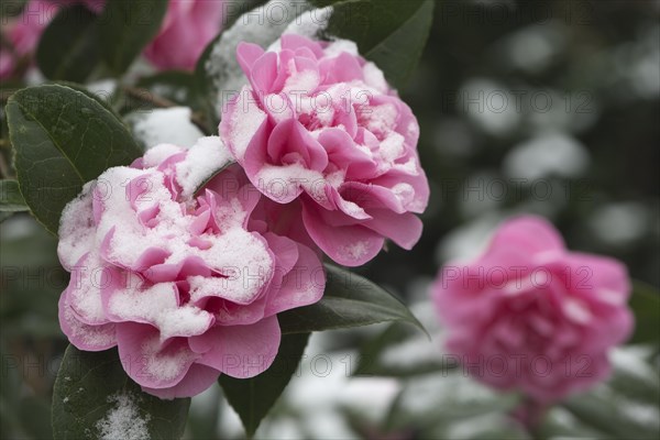 Japanese camellia