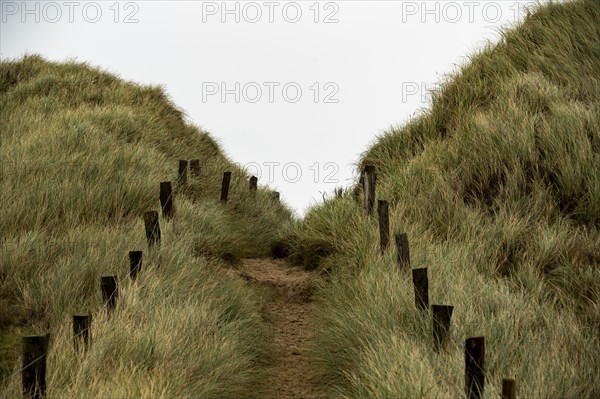 Sand path with dune grass and fence