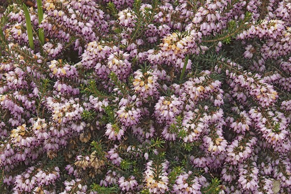 Spring heath