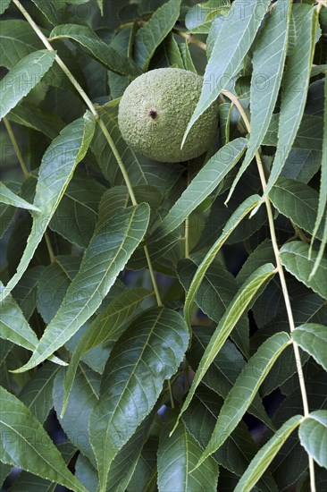Eastern black walnut