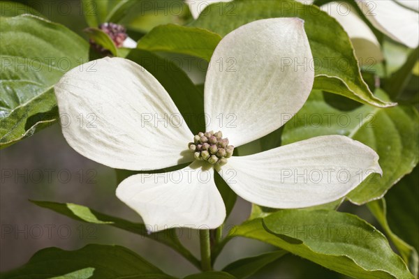 Constellation dogwood