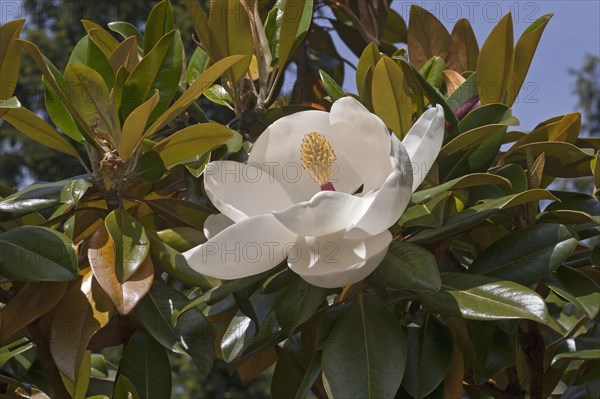 Southern magnolia