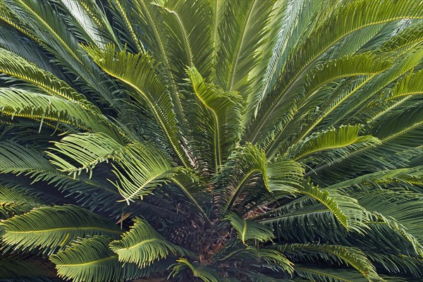 Sago Palm