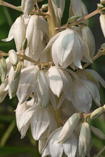 Common yucca