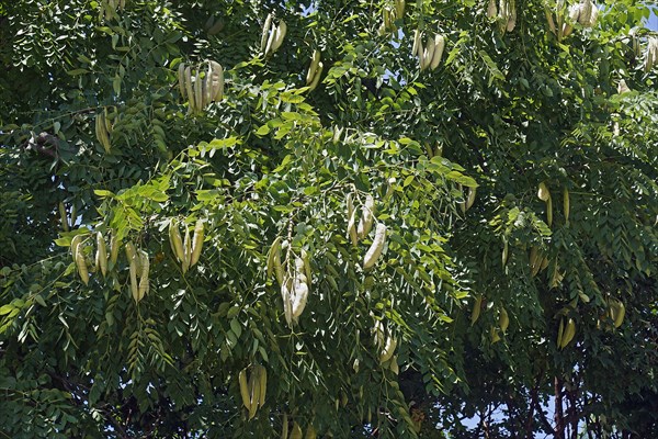 Kentucky coffeetree