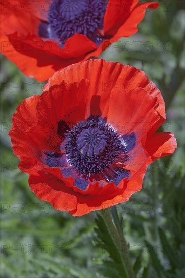 Oriental poppy