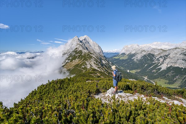 Hiker on the ridge of the Mieminger Kette between mountain pines