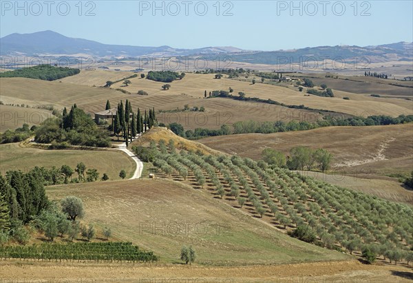 Podere Belvedere estate