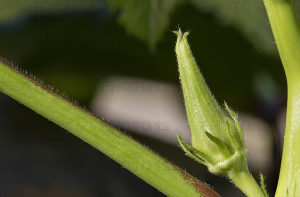 Macro shot of okra bud. Mauritius