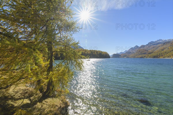 Lake Silsersee with colorful larch trees and sun in autumn
