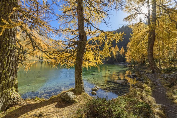 Mountain lake with larch trees in autumn