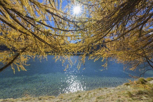 Lake Silsersee with colorful larch trees and sun in autumn