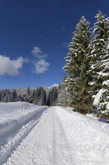 Path in winter