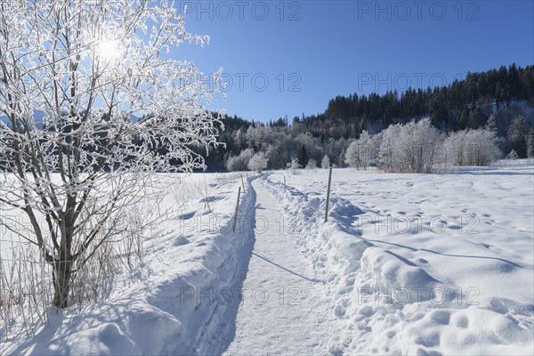 Path in winter landscape near lake Barmsee with sun