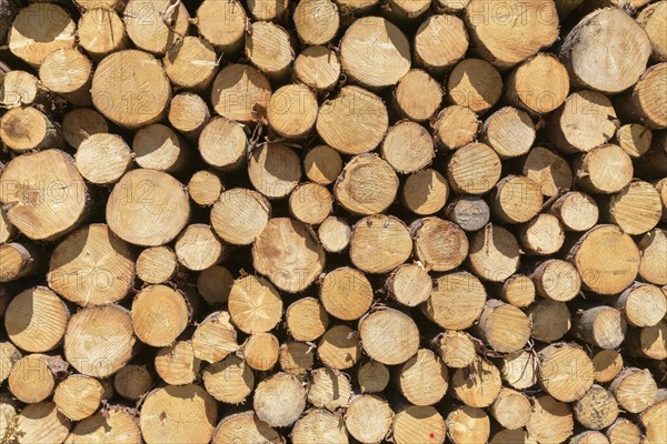 woodpile