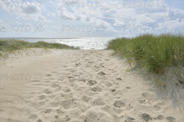 Dune landscape with sandy footpath to the sea in summer