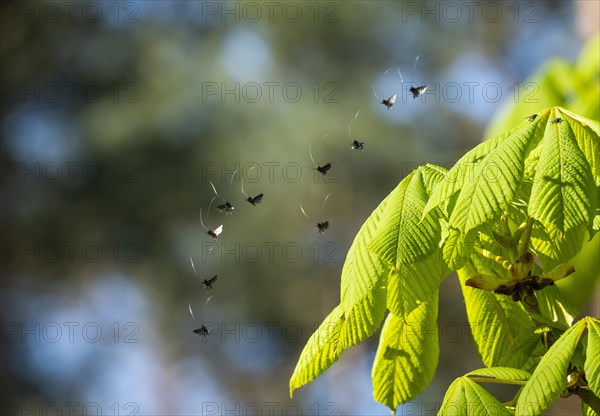 Green longhorn