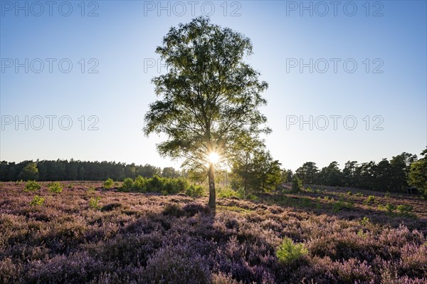 Heathland