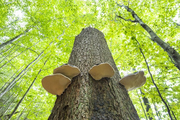 Red banded polypores