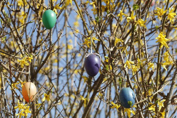 Colourful Easter eggs hanging from forsythia branches