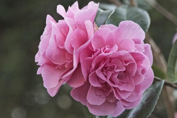 Japanese camellia