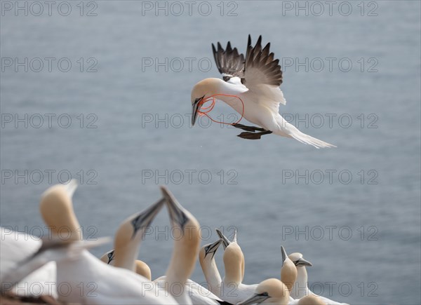 Northern gannet