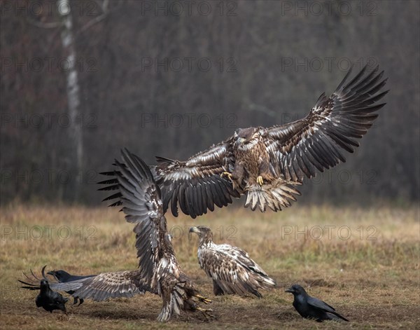 White-tailed eagle