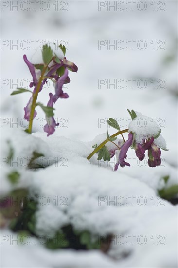 Fingered larkspur