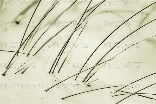 Marram Grass on sand