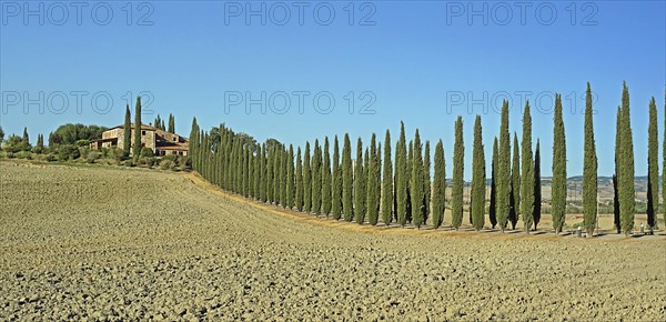 Poggio Covili estate with cypress