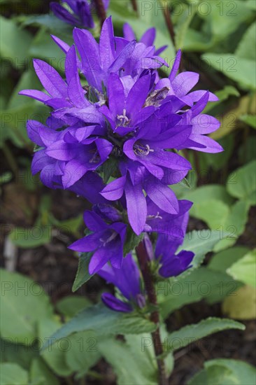 Clustered bellflower