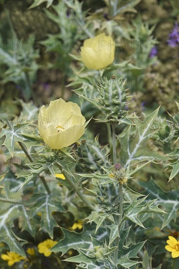 Mexican poppy