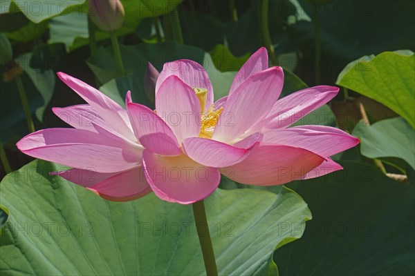 Sacred lotus