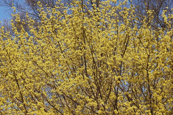 Cornelian cherry dogwood