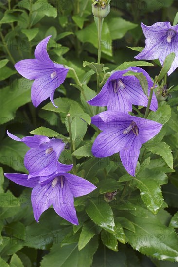 Balloon flower