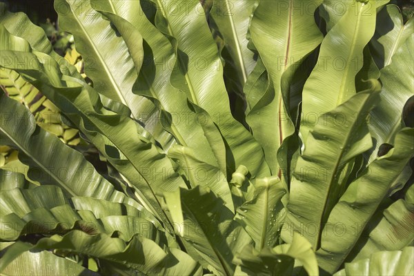 Birds nest fern