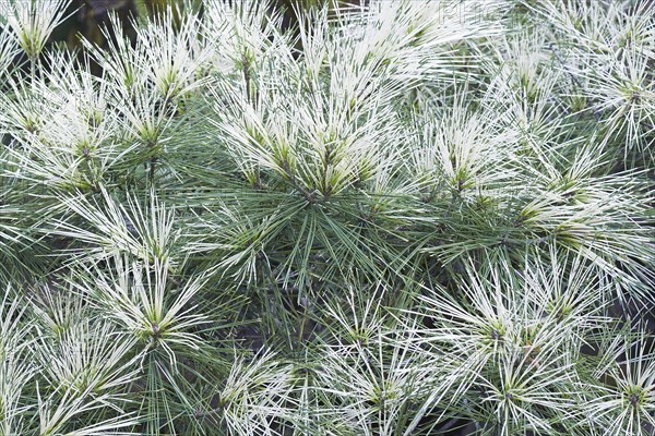 Japanese red pine