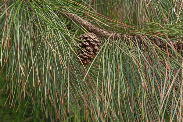 Ponderosa pine