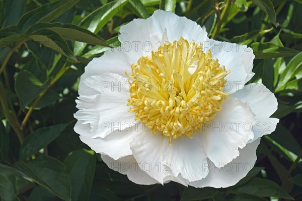 Chinese peony